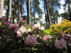 Rhododendronpark, Hobbie, Westerstede, Rhodos, Rhododendren, Ammerland, Parklandschaft