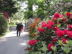 Rhododendronpark, Hobbie, Westerstede, Rhodos, Rhododendren, Ammerland, Parklandschaft