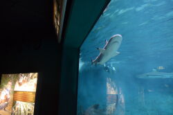 Aquarium, Wilhelmshaven, Haifischbecken, Haie