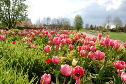 Frühling, Park, Gärten, Bad Zwischenahn, Frühjahrsblüher, Tulpen, Blumen