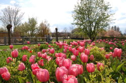 Park der Gärten, Rollstuhl, Bad Zwischenahn, barrierefrei, Blumen, Tulpen