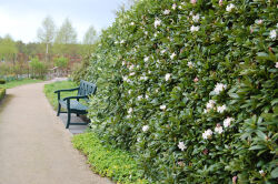 Blumenreich, Blumenhalle, Gartenpark, Wiesmoor, Rhododendron, Rhododendren