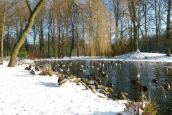 Julianenpark, Leer, Enten, Teich, Winter, Schnee