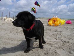 Hunde, Strand, Windspiele, Drachen, Hundestrand, Urlaub mit Hund