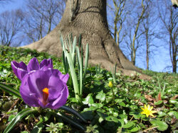 Frühling, Blumen, Emden