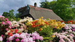 Blüten, Rhododendron, Rhodo, Ammerland, Dreibergen, Bad Zwischenahn